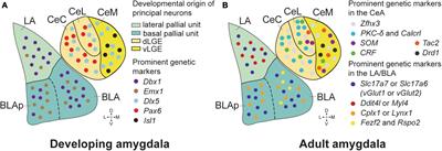 Molecular diversity and functional dynamics in the central amygdala